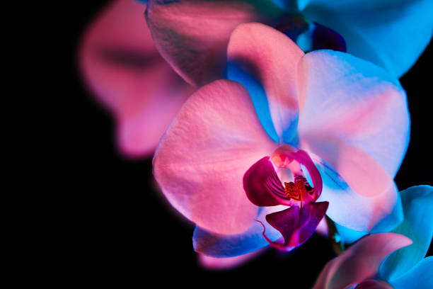 istock orchid in blue and red lights on black 638536508