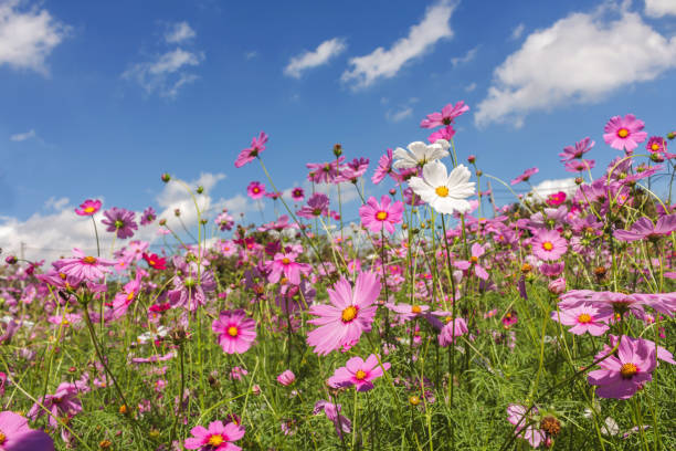 istock Cosmos flowers in the garden with blue sky 638537308