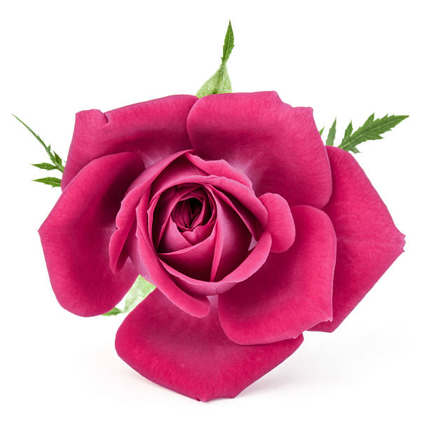 istock pink rose flower head isolated on white background cutout 638537478