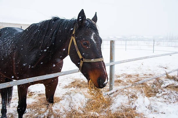 Beautiful dapple grey horse looks back toward the camera whilst standing in snowy field