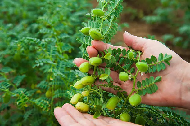 Photo of Woman showing chickpeas in close up