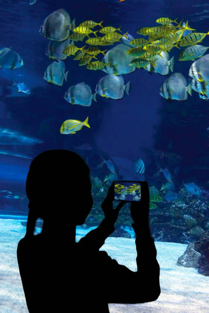 istock Child,  watching the shark swimming in oceanarium 638540428