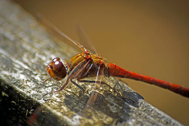 istock Close up of Common darter 638540578