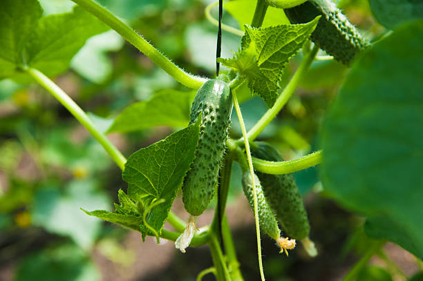 istock Cucumbers ripening in greenhouse 638540872