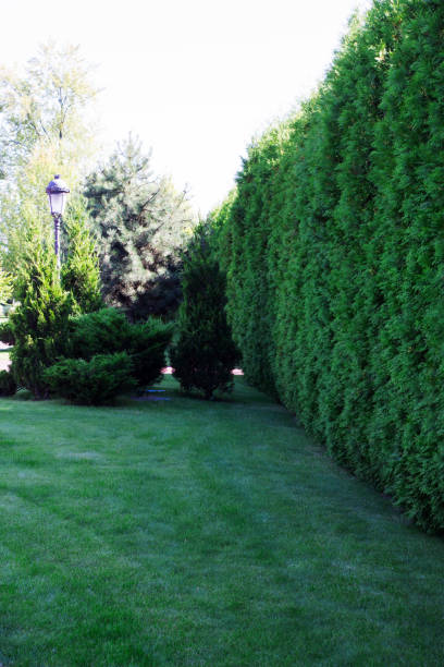 istock number of green arborvitae 638541120
