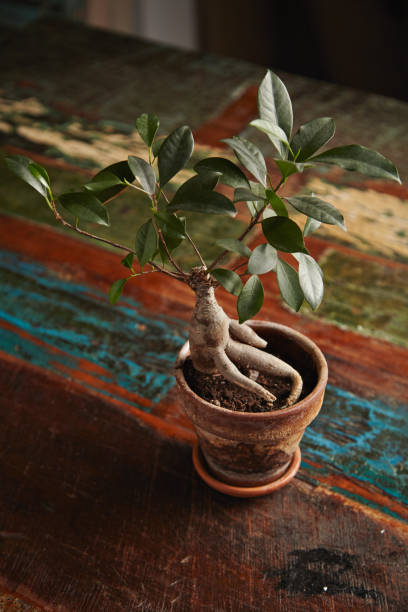 Ficus bonsai tree on old wooden table Ginseng bonsai ficus tree in a clay pot on a vintage dark brown dining table roughly painted with pastel colors ficus microcarpa bonsai stock pictures, royalty-free photos & images