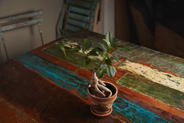 Ficus bonsai tree on old wooden table Ginseng small decorative ficus tree in a clay pot on a vintage dark brown dining table roughly painted with pastel colors ficus microcarpa bonsai stock pictures, royalty-free photos & images