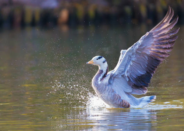 istock Bar-headed goose at full wing span on lake 638543752
