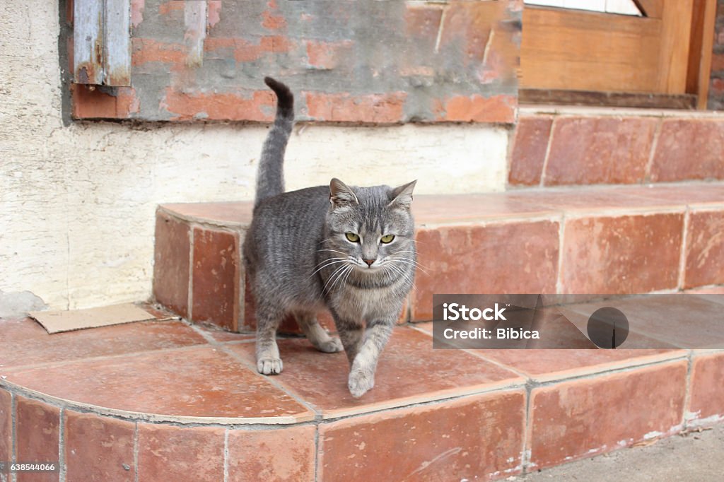 Grey cat in movement Side view on a cute small street grey cat going to be feed 2017 Stock Photo