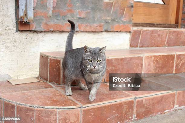 Grey Cat In Movement Stock Photo - Download Image Now - 2017, Activity, Alertness