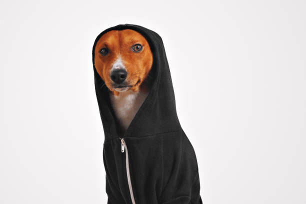 Portrait of a dog in black zippered hoodie stock photo
