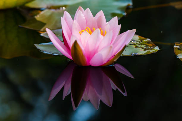 istock pink blossom of nymphaea flower with dark background 638546288