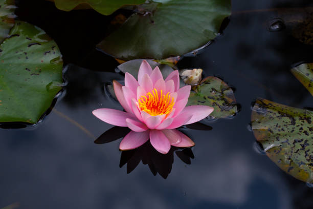 istock pink blossom of nymphaea flower with dark background 638546356