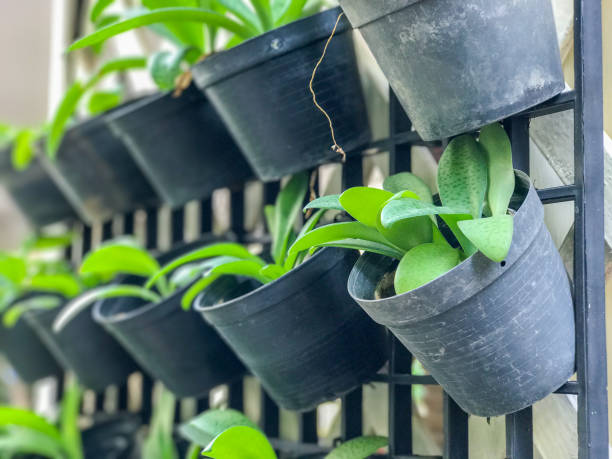 istock Flowers in pot hanging on the wood panel walls 638546466