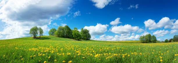 istock Field with dandelions and blue sky 638546928