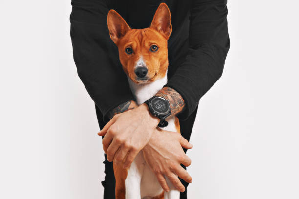istock Basenji dog hugged by the owner 638549404
