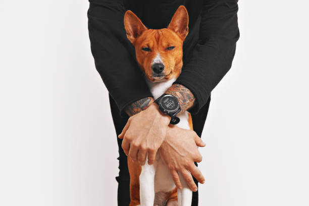 istock Basenji dog hugged by the owner 638549562
