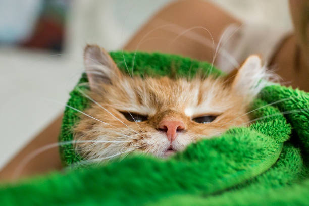 istock Cute ginger cat after a bath, funny little demon 638550292
