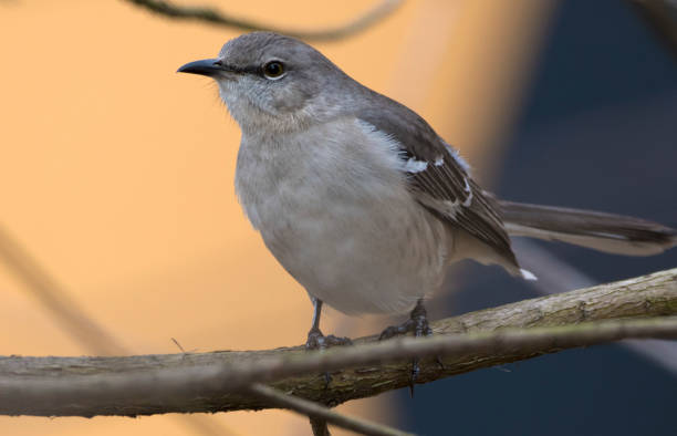 istock Northern mockingbird, Mimus polyglottos 638551444