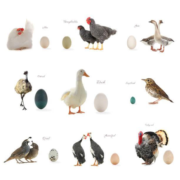 de ovo  - duck animal egg isolated bird - fotografias e filmes do acervo