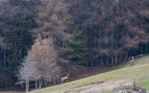 istock West European red deer (Cervus elaphus. Family: Cervidae) 638552286