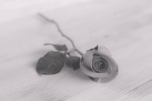 istock Pink roses in valentine day, romantic background (vintage effect 638552474