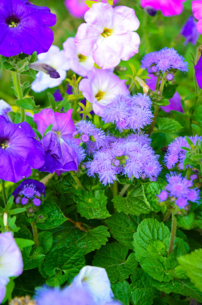 istock Colorful petunia flowers close up. 638552524