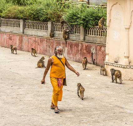 Jaipur Galtaji, India - September 21, 2015: Group of monkeys and hindu ascetic walking in Galtaji Rajasthan India. This hindu pilgrimage site is between Jaipur and Pushkar in the state of Rajasthan and consists of several temples and sacred water tanks called Kunds were pilgrims come to bath. The temple complex is also known as Monkey temple because a large group of  Rhesus macaques live here.
