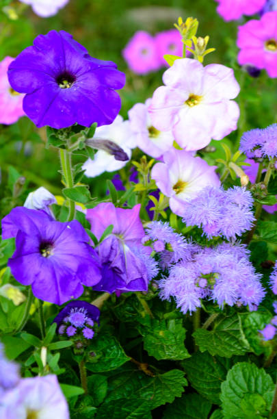 istock Colorful petunia flowers close up. 638552588