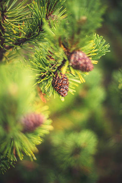 istock Close-up of pine branch 638552620