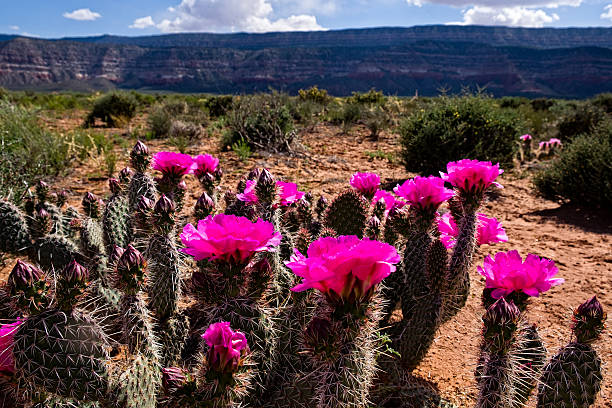 istock Blooming Prickly Pear Cactus Pink Flowers 638553168