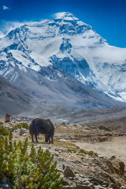 A single yak standing in front of the mighty northface from Mt. Everest, with 8848 m altitude the highest mountain of the world. Seen from the basecamp near Rongbuk Monastery (about 5000 m, the highest monastery in the world).