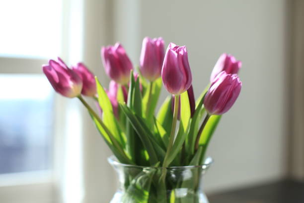 istock tulips in a glass vase 638554898