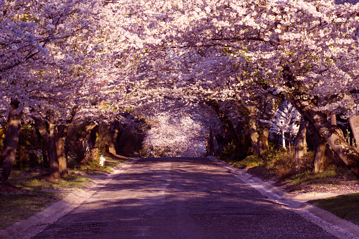 Suburban road in tunnel of cherry blossoms - Washington, DC