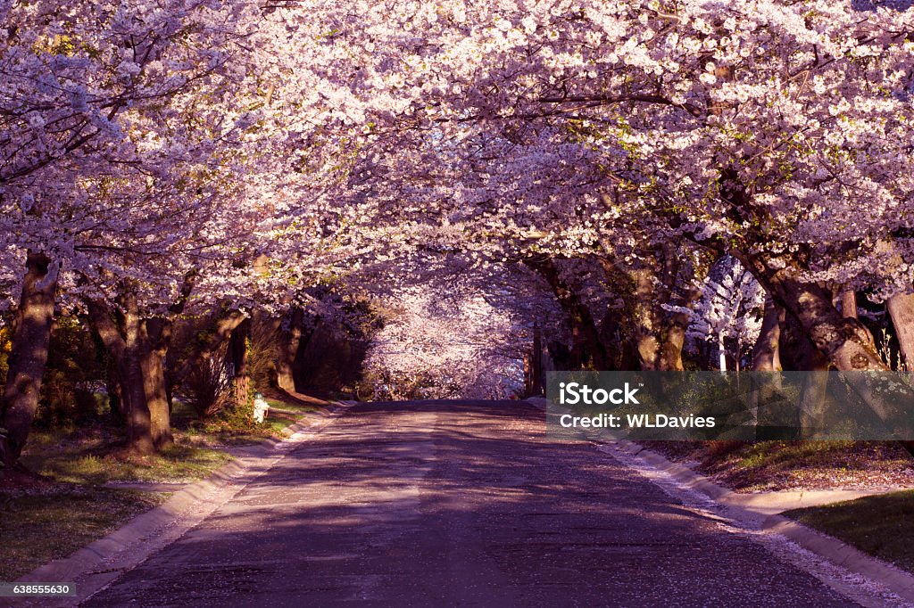 Cherry blossom neighborhood Suburban road in tunnel of cherry blossoms - Washington, DC Maryland - US State Stock Photo