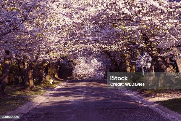 Cherry Blossom Neighborhood Stock Photo - Download Image Now - Maryland - US State, Springtime, Bethesda - Maryland