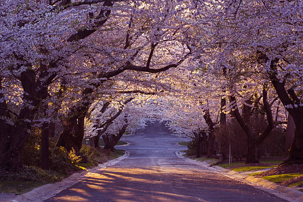 quartiere dei fiori di ciliegio - washington street foto e immagini stock