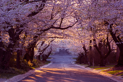 Cherry blossom neighborhood