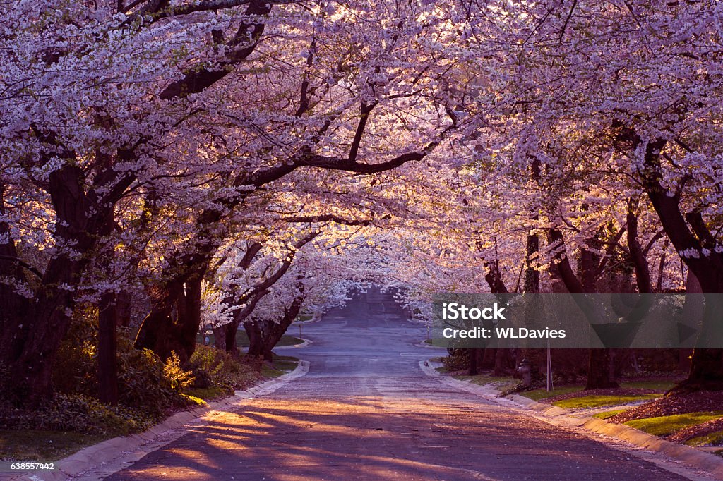 Cherry blossom neighborhood Suburban road in tunnel of cherry blossoms - Washington, DC Cherry Blossom Stock Photo