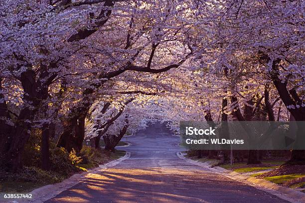 Cherry Blossom Neighborhood Stock Photo - Download Image Now - Cherry Blossom, Maryland - US State, Springtime