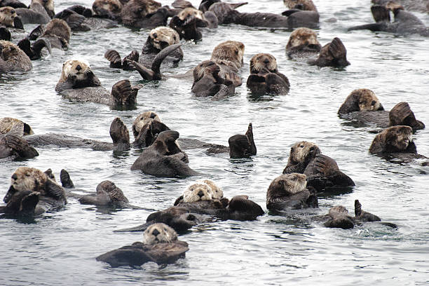 raft of wild sea otters resting in calm ocean water - sitka imagens e fotografias de stock