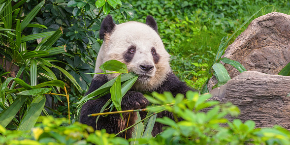Young panda bear, chewing juicy bamboo rastirelnost.