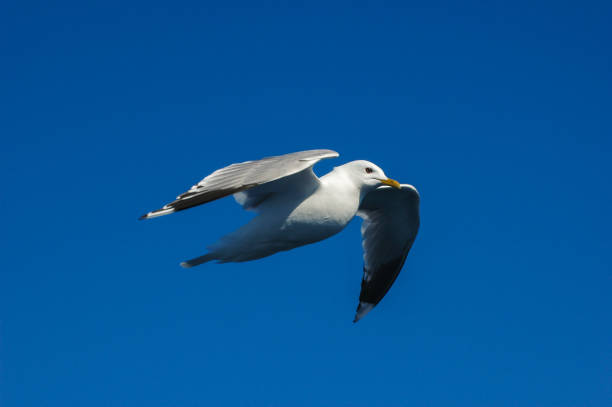 seagull  flying in sky stock photo