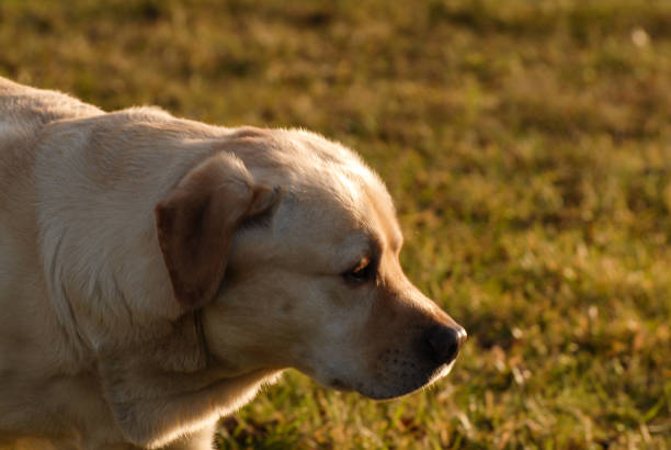 golden retriever stock photo