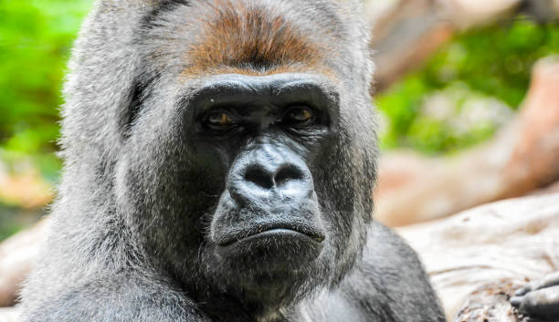 istock Strong Adult Black Gorilla 638563296