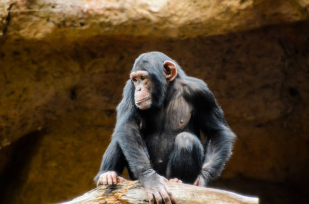 istock Black Chimpanzee Mammal Ape 638563334