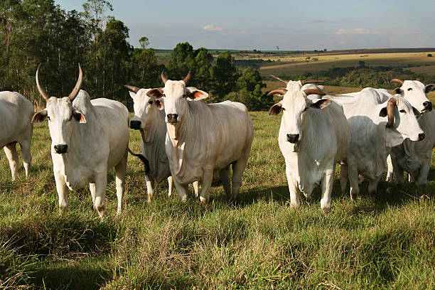istock Agro-Farm of Boi Nelore 638563680