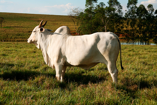 White Ox Nelore's profile.