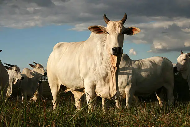 White Nellore Ox in the foreground.