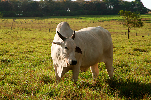White Nellore Ox on pasture.